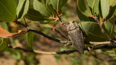 Ectinogonia buquetii