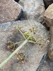 Lomatium tuberosum