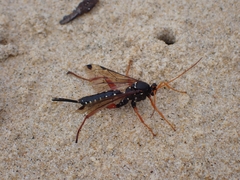 Echthromorpha