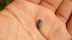 Tyndaris marginella