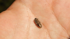 Tyndaris marginella