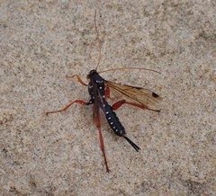 Echthromorpha
