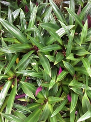 Tradescantia spathacea