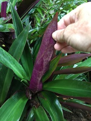 Tradescantia spathacea