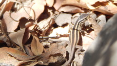 Liolaemus gravenhorstii