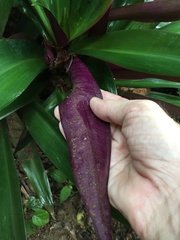 Tradescantia spathacea