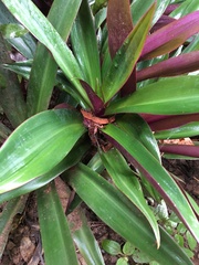 Tradescantia spathacea