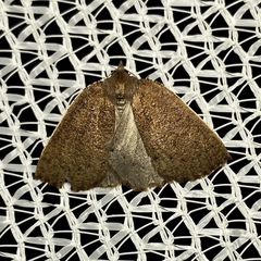 Authaemon stenonipha