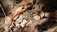 Liolaemus gravenhorstii