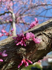 Cercis canadensis