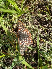 Euphydryas editha bayensis