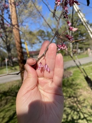 Cercis canadensis