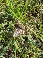 Euphydryas editha bayensis