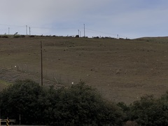 Astragalus asymmetricus