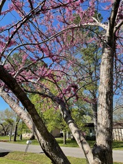 Cercis canadensis