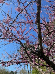 Cercis canadensis