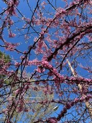 Cercis canadensis
