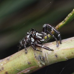 Sandalodes bipenicillatus