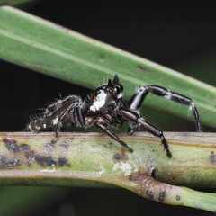 Sandalodes bipenicillatus