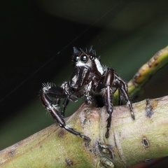 Sandalodes bipenicillatus
