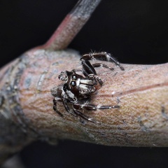 Sandalodes bipenicillatus