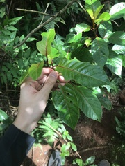 Perrottetia sandwicensis
