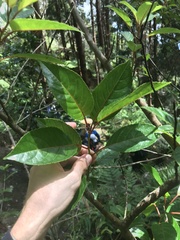Perrottetia sandwicensis