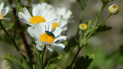 Bilyaxia concinna