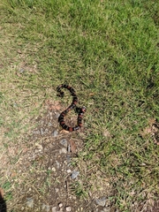 Micrurus altirostris