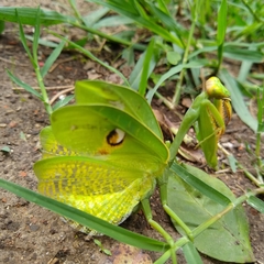 Stagmatoptera hyaloptera