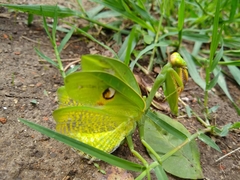 Stagmatoptera hyaloptera
