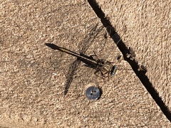 Phanogomphus minutus