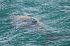 Cephalorhynchus hectori