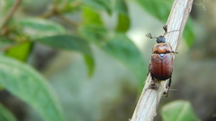 Oryctomorphus maculicollis