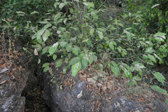 Ficus tinctoria gibbosa