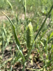 Phalaris caroliniana