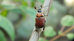 Oryctomorphus maculicollis