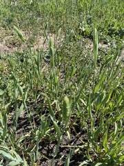 Phalaris caroliniana