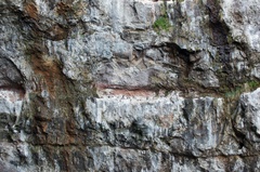 Phalacrocorax punctatus punctatus