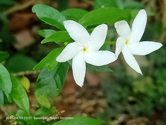 Wrightia religiosa