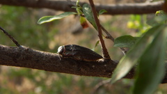 Ectinogonia buquetii