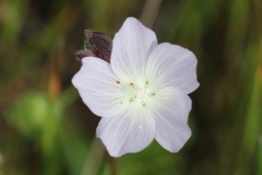 Sidalcea calycosa