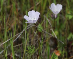 Sidalcea calycosa