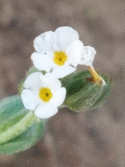 Plagiobothrys austinae