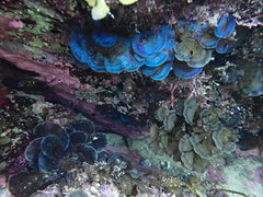 Distromium flabellatum