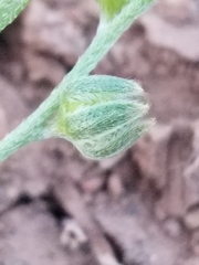 Plagiobothrys austinae