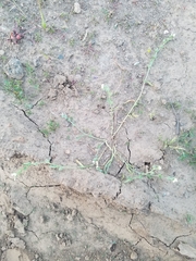 Plagiobothrys austinae