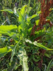 Rumex crispus