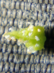 Plagiobothrys austinae