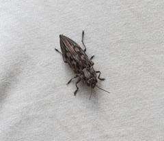 Chalcophora virginiensis